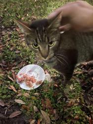 Found/Stray Unknown Cat last seen Waters Gate Drive, Tavares, FL 32778