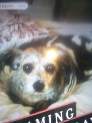Lost Female Dog last seen 108th BETWEEN AVALON AND MCKINLEY , Los Angeles, CA 90001