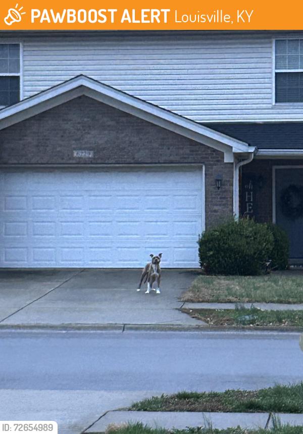 Found/Stray Unknown Dog last seen Valley Forest Drive , Louisville, KY 40219