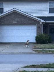 Found/Stray Unknown Dog last seen Valley Forest Drive , Louisville, KY 40219