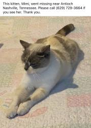 Lost Female Cat last seen Maxwell apmts, Nashville, TN 37211