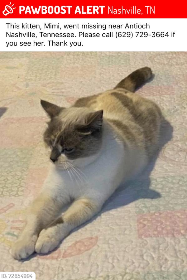 Lost Female Cat last seen Maxwell apmts, Nashville, TN 37211