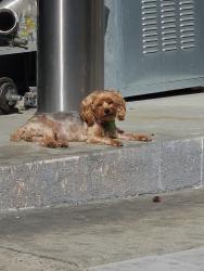 Lost Female Dog last seen Atlantic and 60th, Long Beach, CA 90805