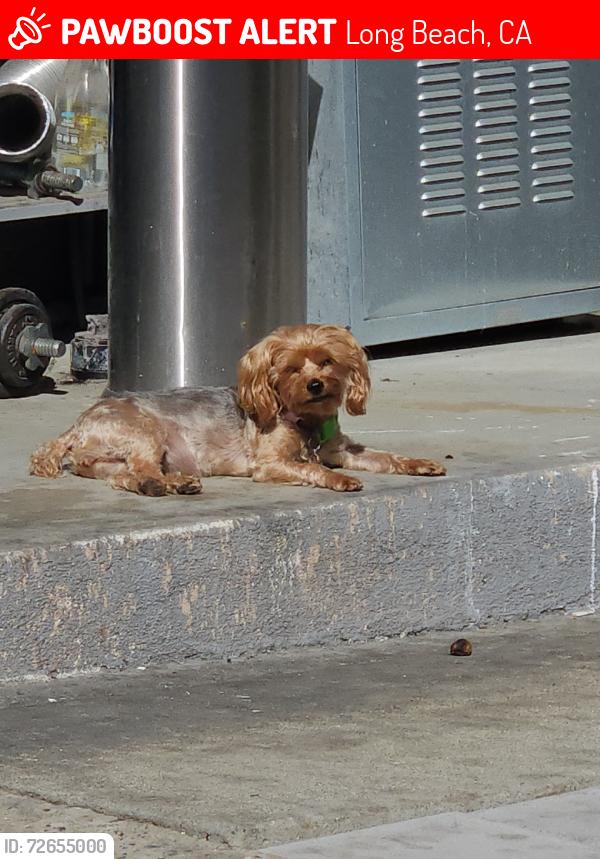 Lost Female Dog last seen Atlantic and 60th, Long Beach, CA 90805