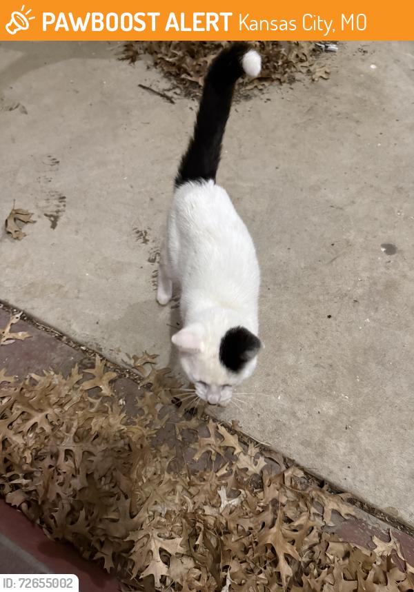 Found/Stray Unknown Cat last seen Vivion, Kansas City, MO 64118
