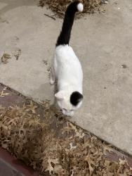 Found/Stray Unknown Cat last seen Vivion, Kansas City, MO 64118