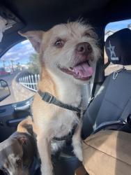 Found/Stray Male Dog last seen Croom, El Paso, TX 79915