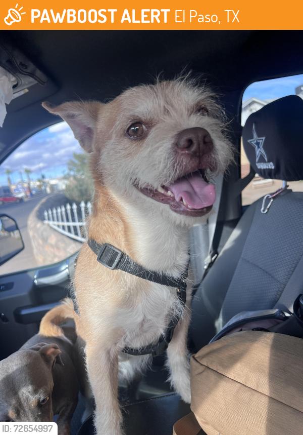 Found/Stray Male Dog last seen Croom, El Paso, TX 79915
