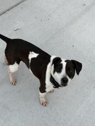 Found/Stray Female Dog last seen Moss creek lane , Clemmons, NC 27012