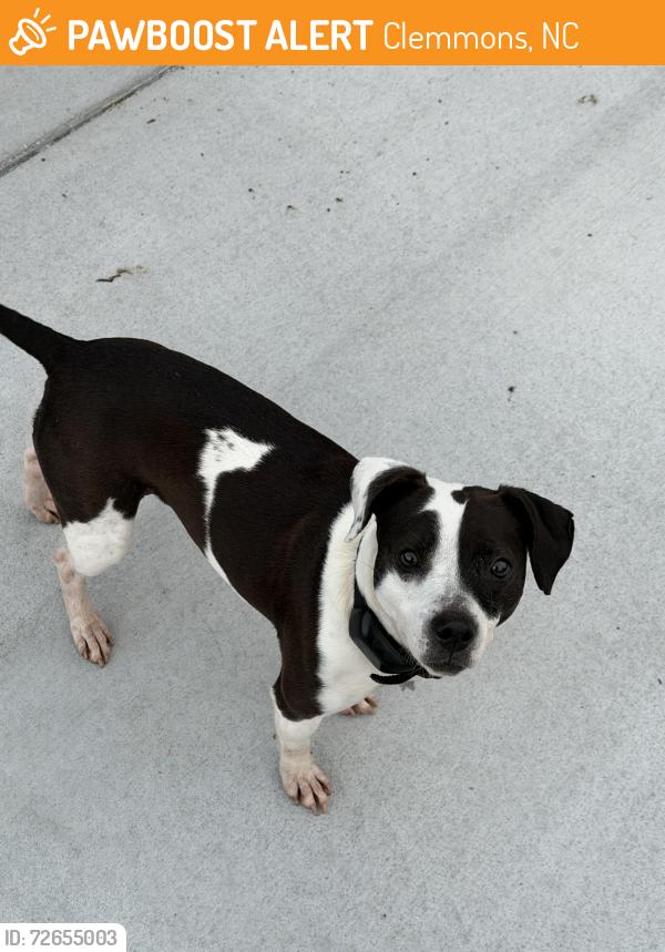 Found/Stray Female Dog last seen Moss creek lane , Clemmons, NC 27012