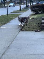 Found/Stray Unknown Dog last seen Boullee street/Cheapside, London, ON N5Y