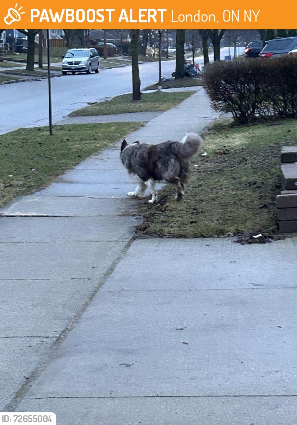 Found/Stray Unknown Dog last seen Boullee street/Cheapside, London, ON N5Y