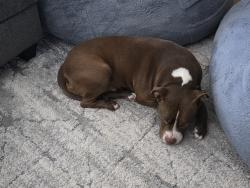 Found/Stray Female Dog last seen North Garland Texas , Garland, TX 75044