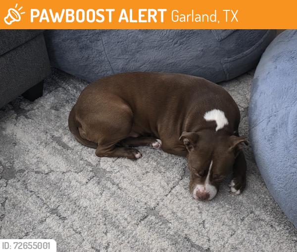 Found/Stray Female Dog last seen North Garland Texas , Garland, TX 75044
