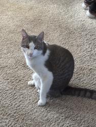 Lost Male Cat last seen Blake circle, Stockton, CA 95202