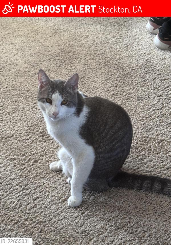 Lost Male Cat last seen Blake circle, Stockton, CA 95202