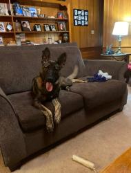 Lost Female Dog last seen University parkway and Oak Summit road , Winston-Salem, NC 27105