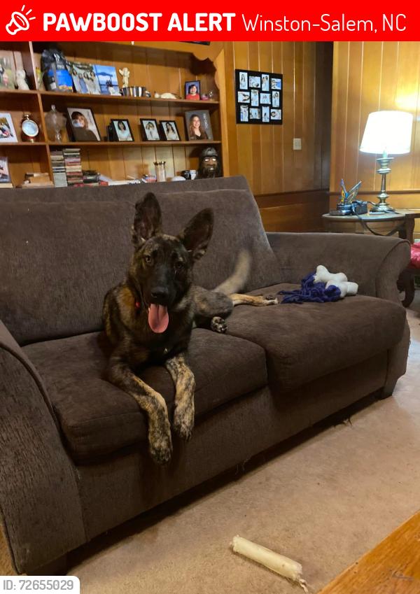 Lost Female Dog last seen University parkway and Oak Summit road , Winston-Salem, NC 27105