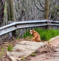 Found/Stray Unknown Dog last seen Terrace apmt (on the road above in the back), Birmingham, AL 35205