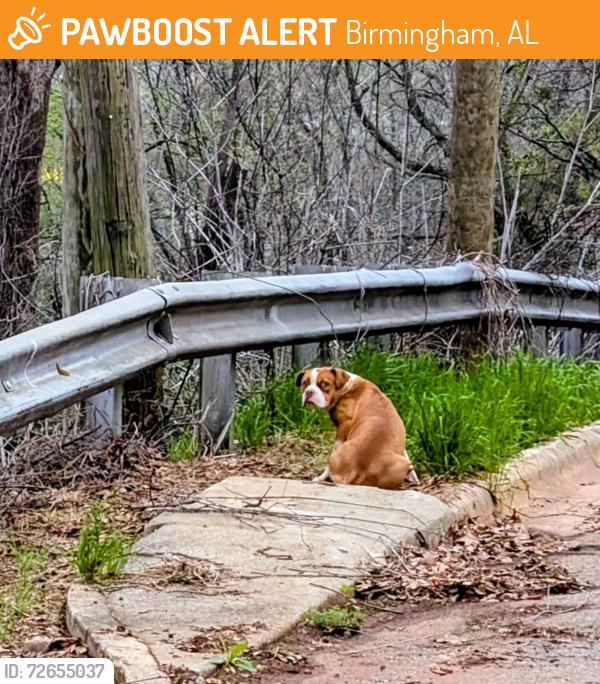 Found/Stray Unknown Dog last seen Terrace apmt (on the road above in the back), Birmingham, AL 35205