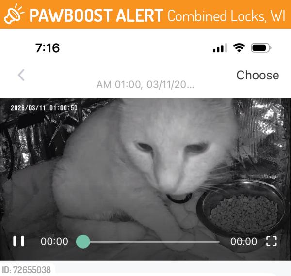 Found/Stray Unknown Cat last seen Linda St Combined Locks , Combined Locks, WI 54113