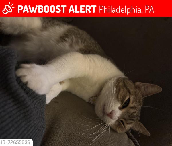 Lost Female Cat last seen Frankford Ave & solly Ave , Philadelphia, PA 19136