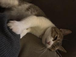 Lost Female Cat last seen Frankford Ave & solly Ave , Philadelphia, PA 19136