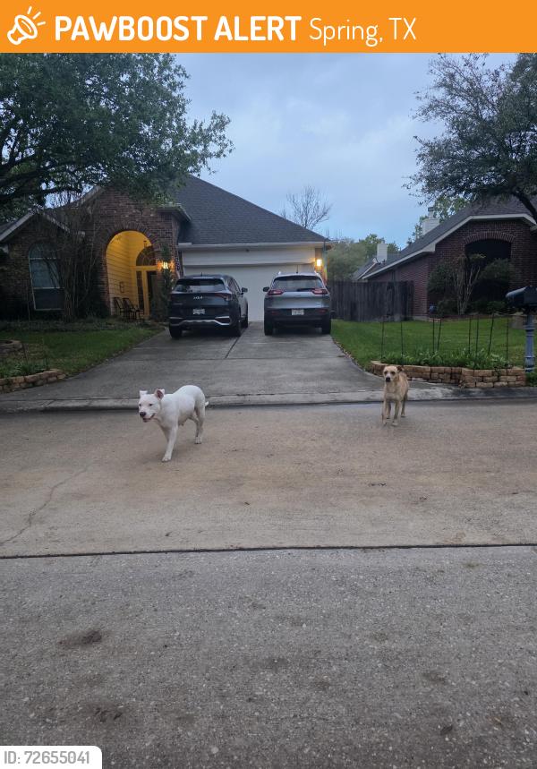 Found/Stray Female Dog last seen Near 2406-2470 Broad Timbers Dr, Spring, TX 77373, Spring, TX 77373