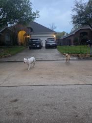 Found/Stray Female Dog last seen Near 2406-2470 Broad Timbers Dr, Spring, TX 77373, Spring, TX 77373