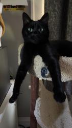 Lost Female Cat last seen Route 59, West Chicago, IL 60185