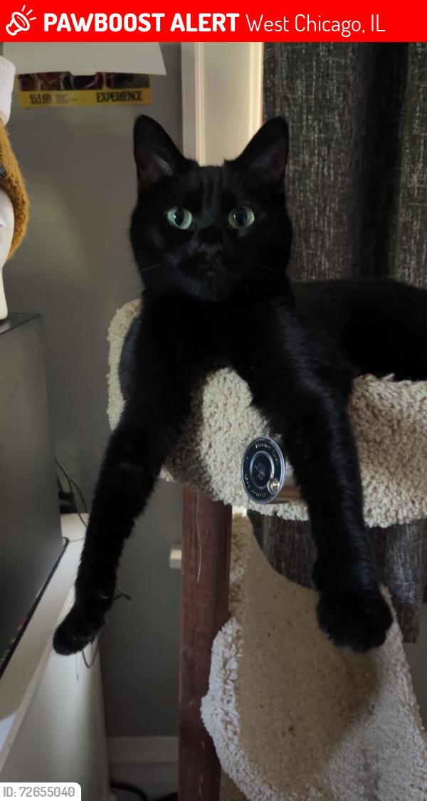 Lost Female Cat last seen Route 59, West Chicago, IL 60185