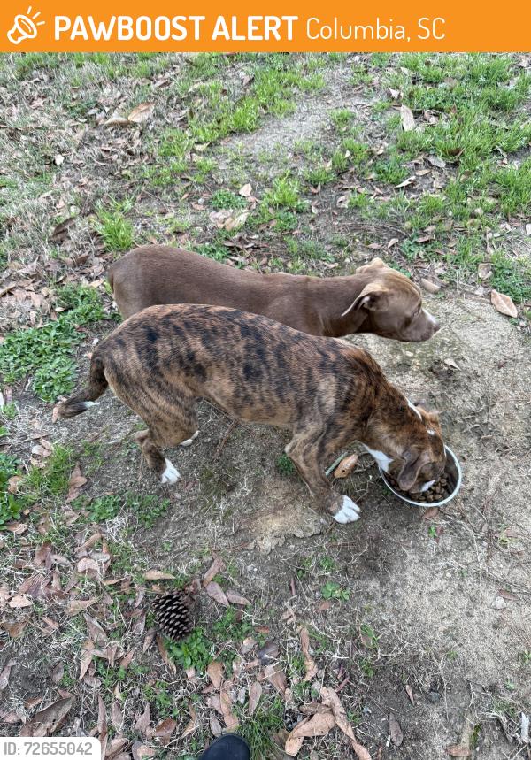 Found/Stray Female Dog last seen Caughman rd, Columbia, SC 29209