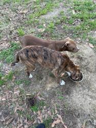 Found/Stray Female Dog last seen Caughman rd, Columbia, SC 29209