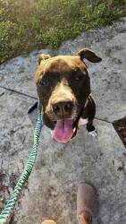 Found/Stray Female Dog last seen Not far from panorama ave, Holiday, FL 34690