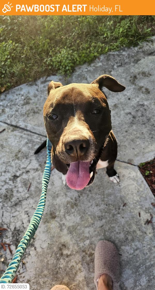 Found/Stray Female Dog last seen Not far from panorama ave, Holiday, FL 34690