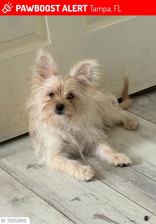 Lost Female Dog last seen 78th street / Madison Ave off 49th ave, Tampa, FL 33619