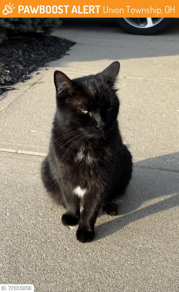 Found/Stray Unknown Cat last seen West Clermont High School , Union Township, OH 45103