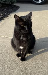 Found/Stray Unknown Cat last seen West Clermont High School , Union Township, OH 45103