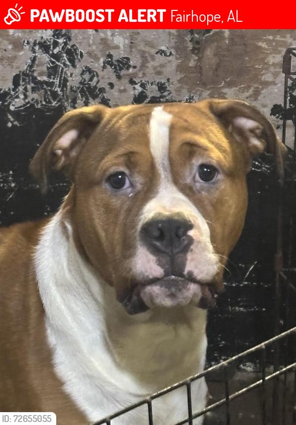 Lost Male Dog last seen Fairhope alabama, Fairhope, AL 36532