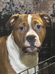 Lost Male Dog last seen Fairhope alabama, Fairhope, AL 36532
