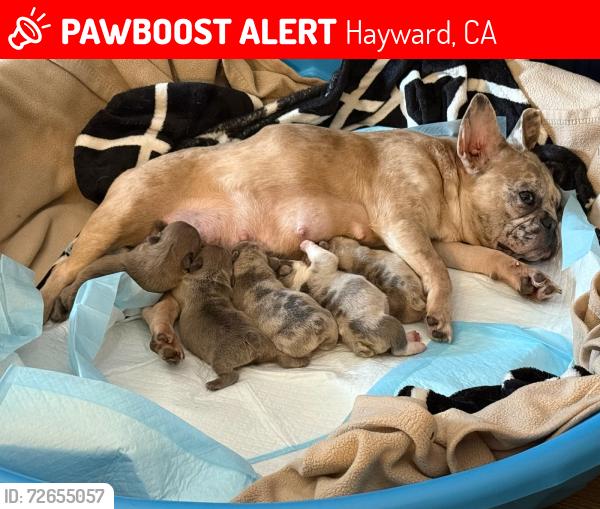 Lost Female Dog last seen Quality inn mission blvd , Hayward, CA 94541