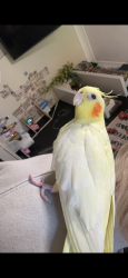 Lost Male Bird last seen Fantasy park , Waikiki, WA 6169
