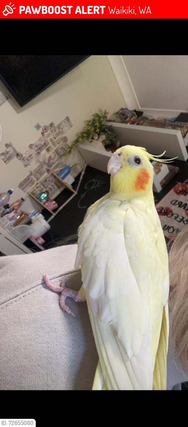 Lost Male Bird last seen Fantasy park , Waikiki, WA 6169