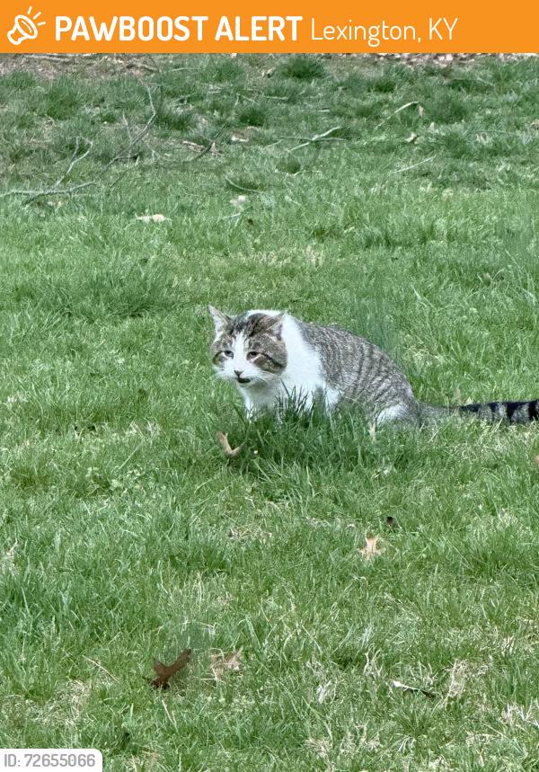 Found/Stray Unknown Cat last seen Field off Stonewood Lane/Eastwood Subd area, Lexington, KY 40502