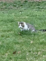 Found/Stray Unknown Cat last seen Field off Stonewood Lane/Eastwood Subd area, Lexington, KY 40502