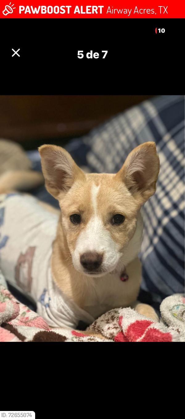 Lost Female Dog last seen around N Country Rd and W 83rd St, Airway Acres, TX 79764