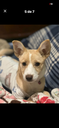 Lost Female Dog last seen around N Country Rd and W 83rd St, Airway Acres, TX 79764