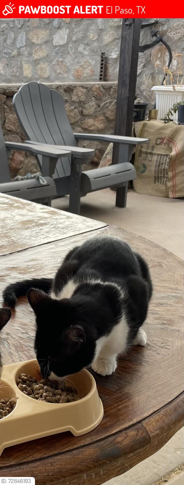 Lost Male Cat last seen Mackarell ct, El Paso, TX 79924