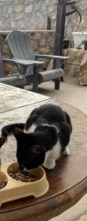 Lost Male Cat last seen Mackarell ct, El Paso, TX 79924