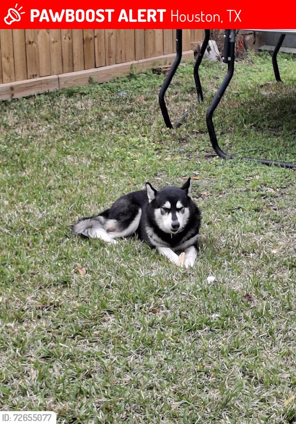 Lost Female Dog last seen Elementary school/ bike path, Houston, TX 77024